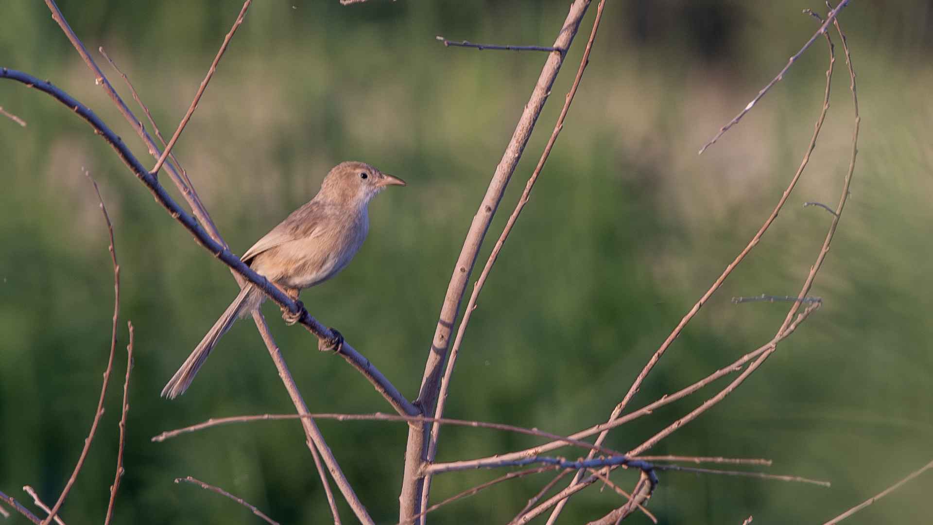 Iraq Babbler